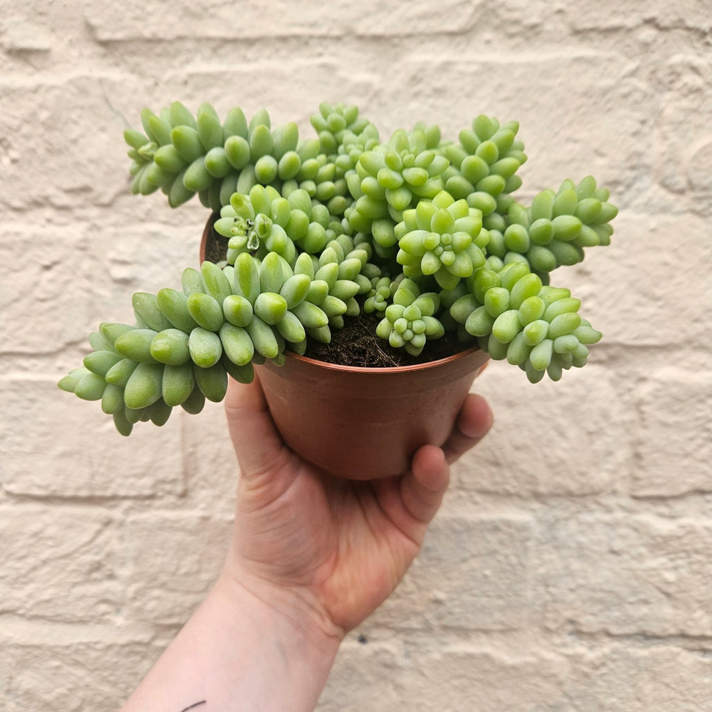 Sedum morganianum 'Burrito' (Donkey Tail) - SGP Garden Ltd