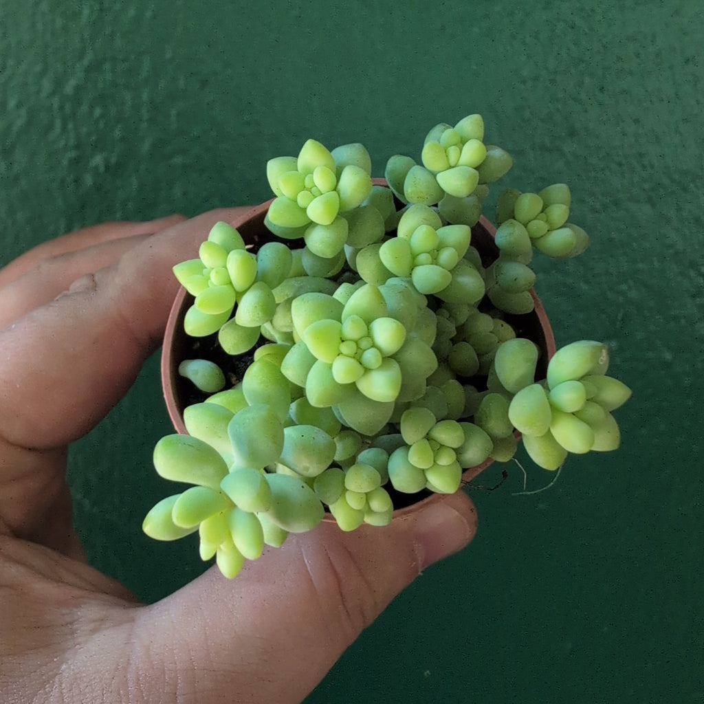 Sedum morganianum 'Burrito' (Donkey Tail) - SGP Garden Ltd