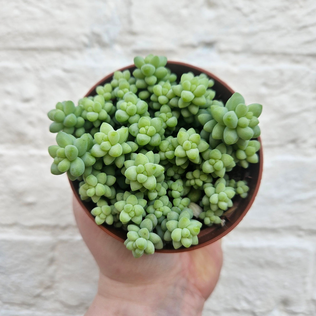 Sedum morganianum 'Burrito' (Donkey Tail) - SGP Garden Ltd