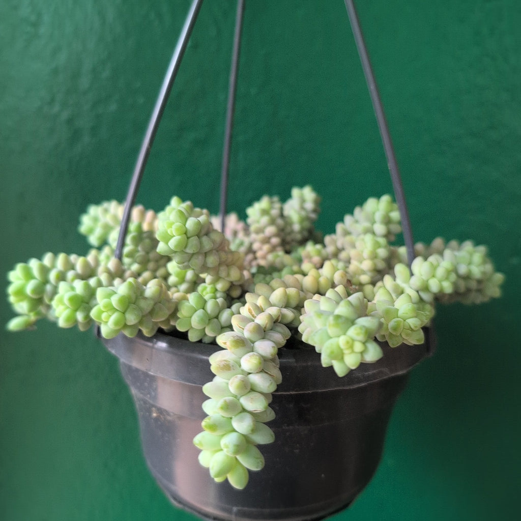 Sedum morganianum 'Burrito' (Donkey Tail) - SGP Garden Ltd