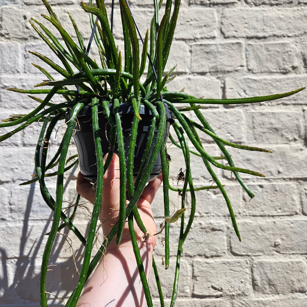 Selenicereus wercklei (Moonlight Cactus) - SGP Garden Ltd