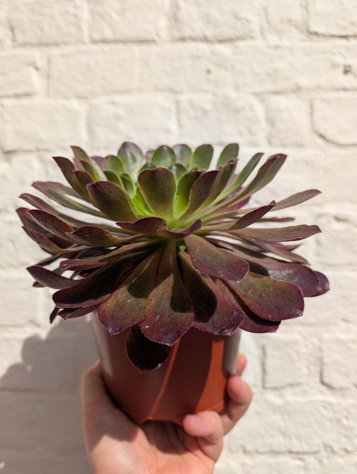 Semponium - SGP Garden Ltd
