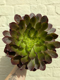 Semponium - SGP Garden Ltd