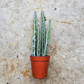 Senecio stapeliiformis (Candlestick Plant) - SGP Garden Ltd
