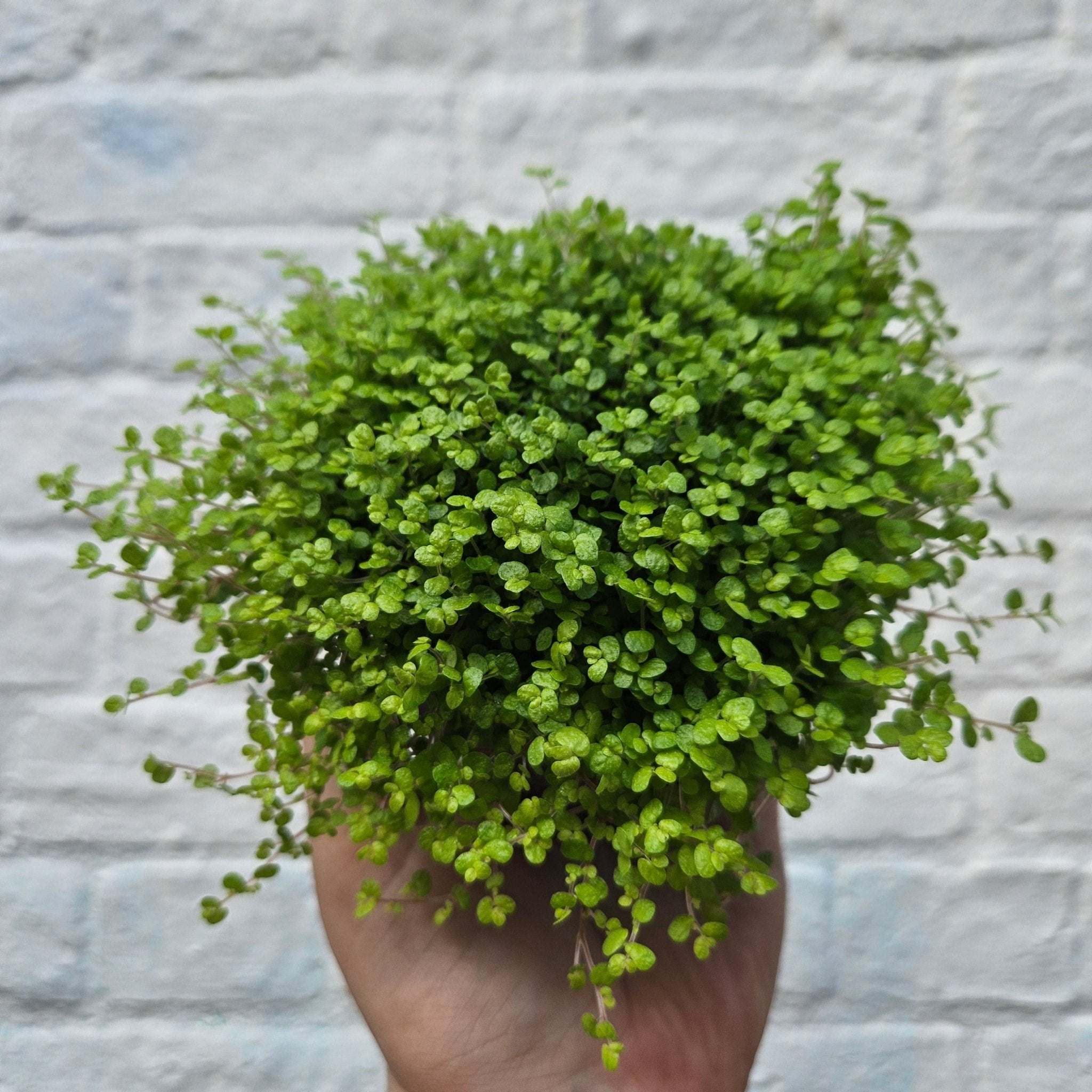 Soleirolia soleirolii (Mind Your Own Business) - SGP Garden Ltd