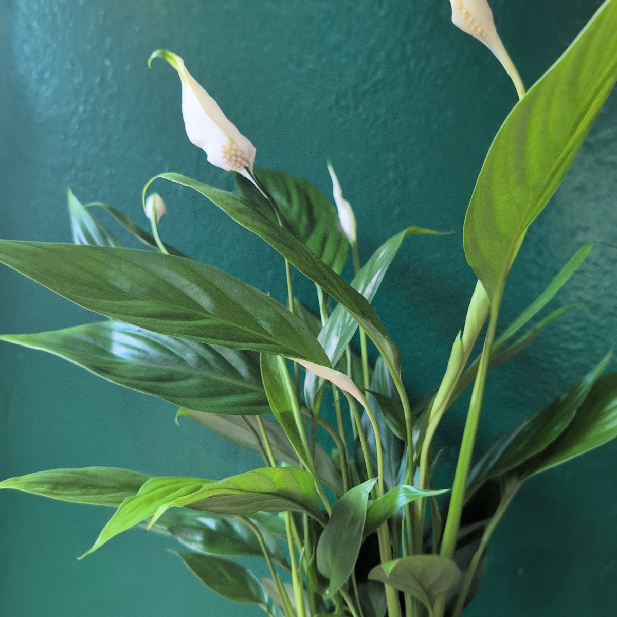 Spathiphyllum 'Alana' (Peace Lily) - SGP Garden Ltd