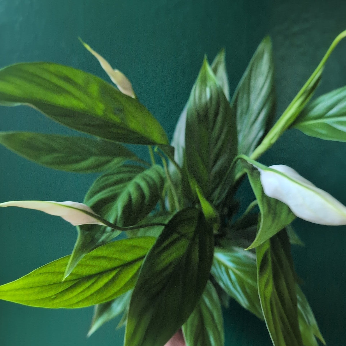 Spathiphyllum 'Alana' (Peace Lily) - SGP Garden Ltd