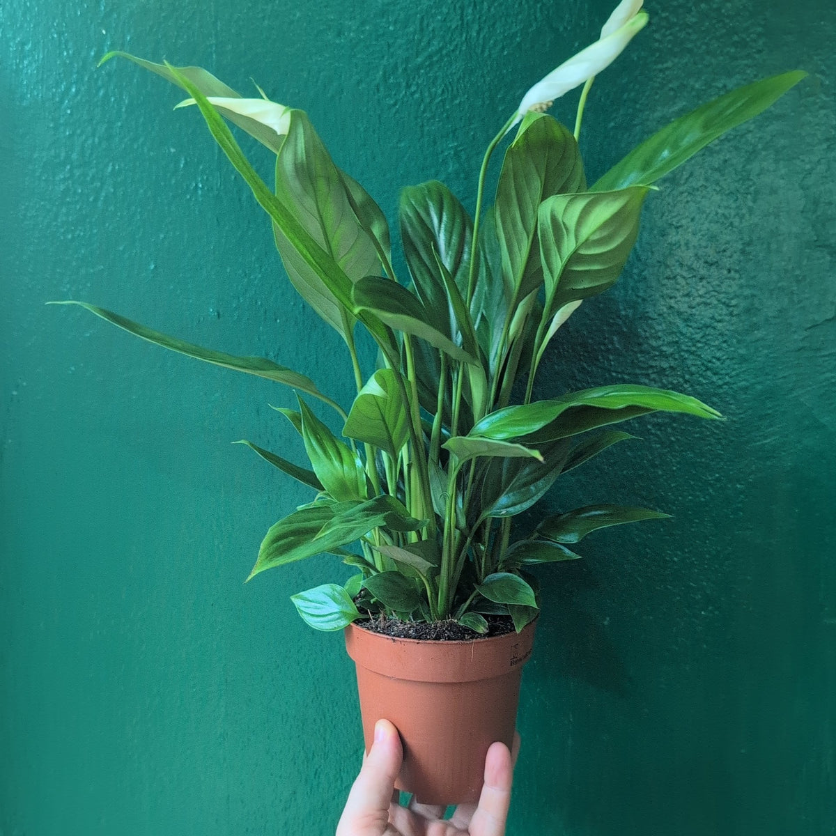 Spathiphyllum 'Alana' (Peace Lily) - SGP Garden Ltd