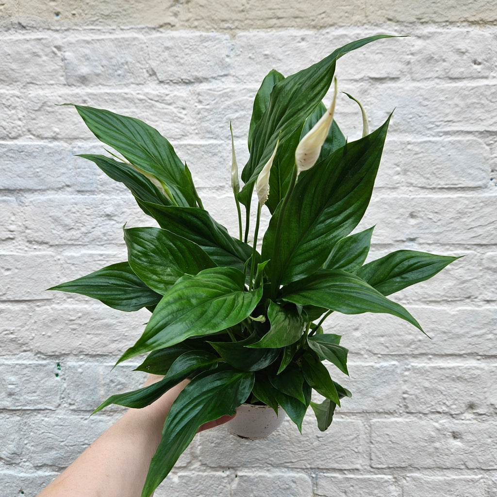 Spathiphyllum 'Bellini' (Peace Lily) - SGP Garden Ltd