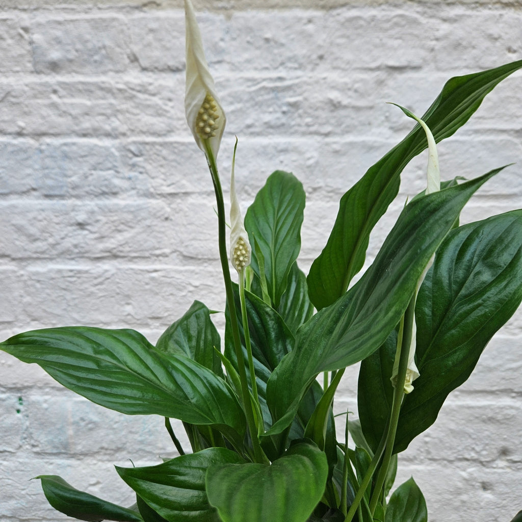 Spathiphyllum 'Bellini' (Peace Lily) - SGP Garden Ltd