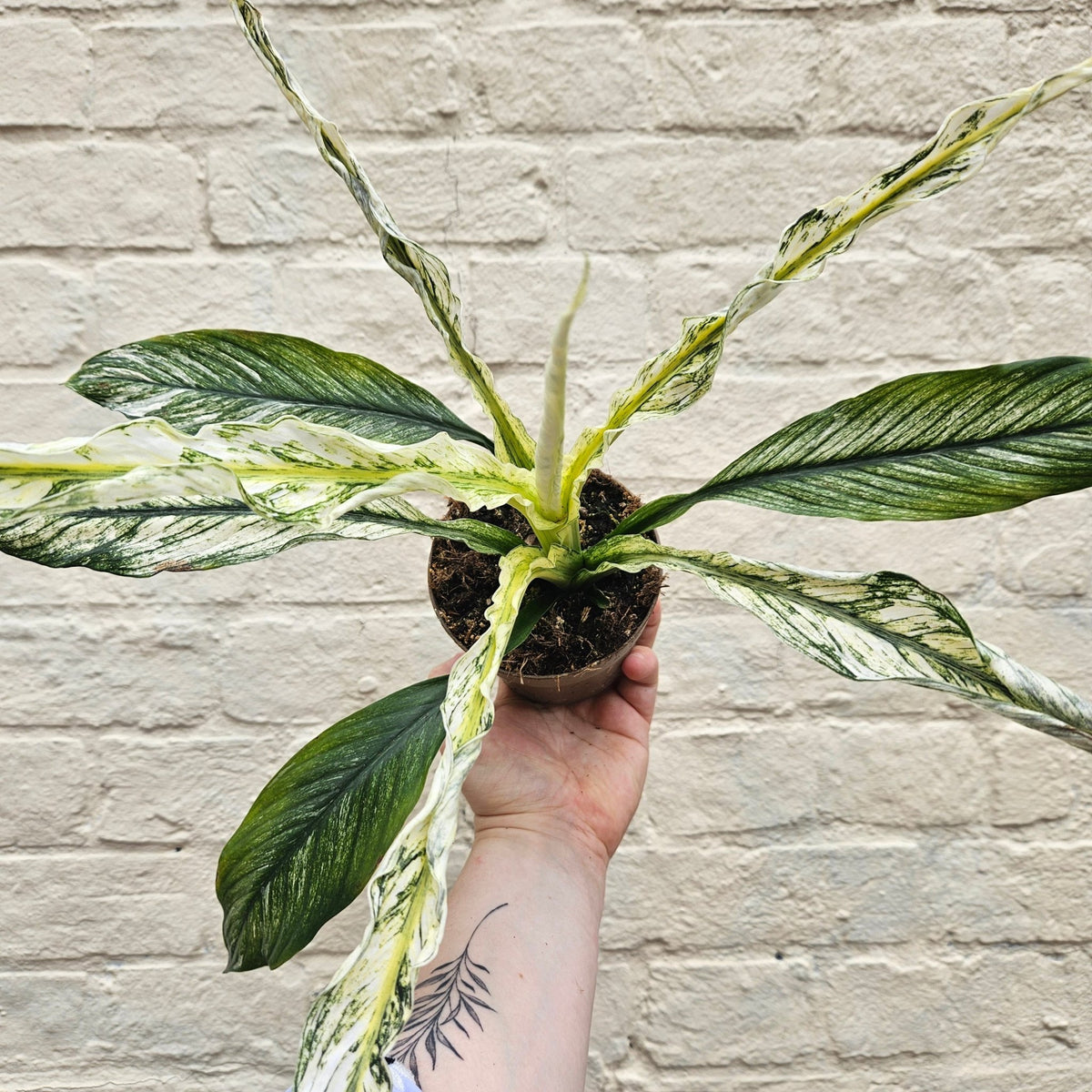 Spathiphyllum Sensation Variegated (Variegated Peace Lily) - SGP Garden Ltd