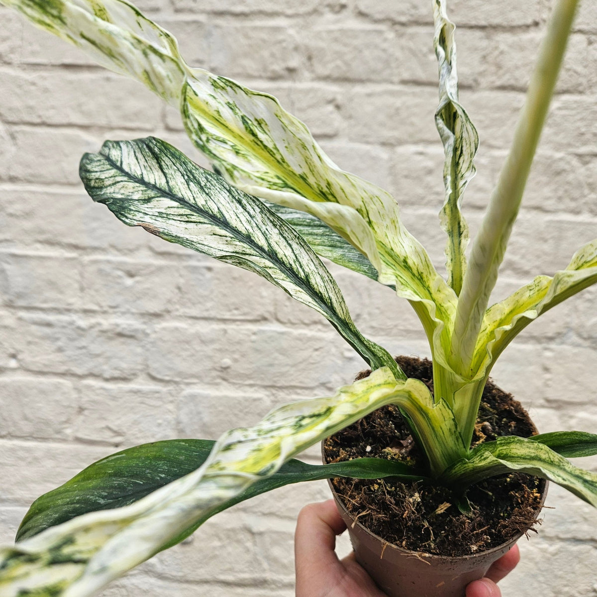 Spathiphyllum Sensation Variegated (Variegated Peace Lily) - SGP Garden Ltd