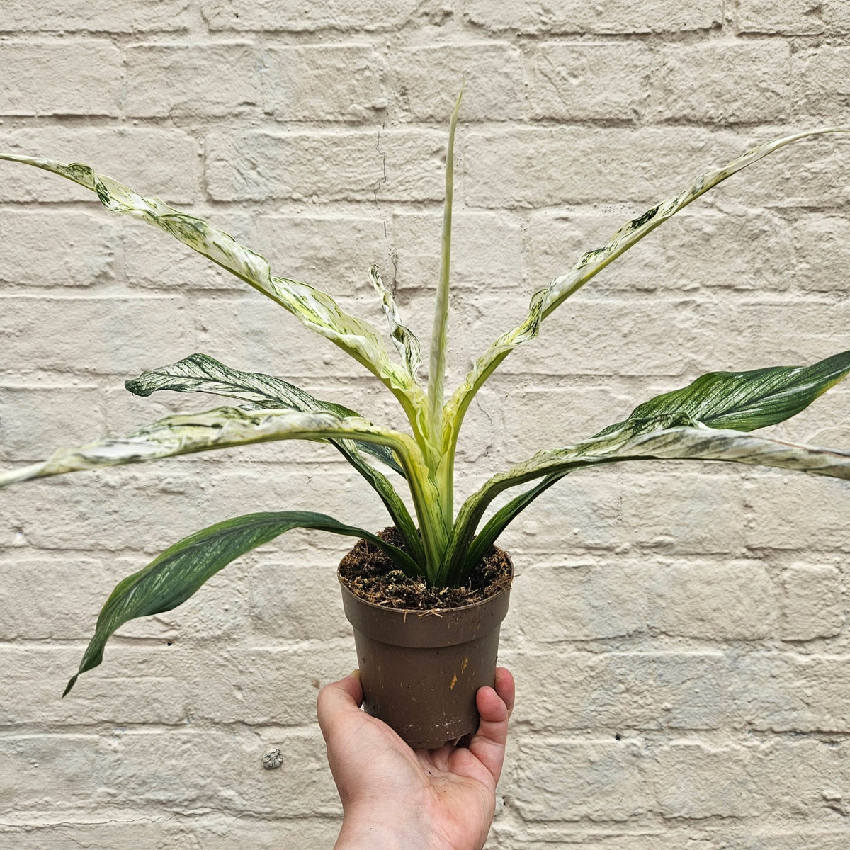 Spathiphyllum Sensation Variegated (Variegated Peace Lily) - SGP Garden Ltd