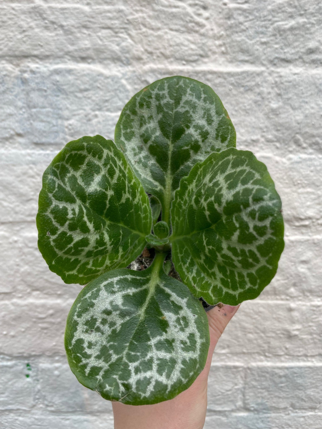 Streptocarpus 'Pretty Turtle' (Cape Primrose) - SGP Garden Ltd