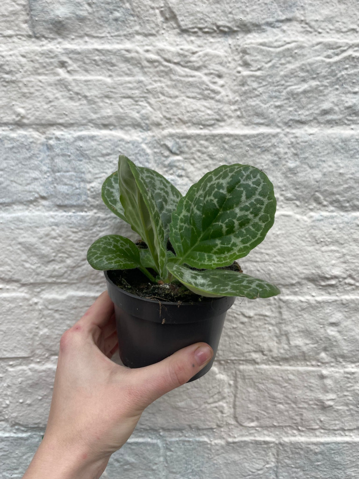 Streptocarpus 'Pretty Turtle' (Cape Primrose) - SGP Garden Ltd