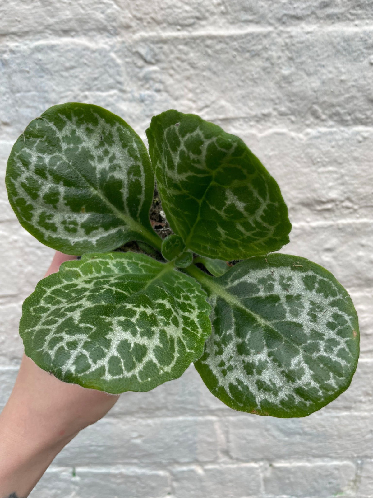 Streptocarpus 'Pretty Turtle' (Cape Primrose) - SGP Garden Ltd