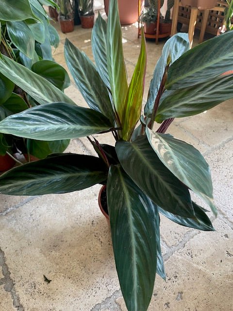Stromanthe sanguinea 'Stripestar' (Calathea stripestar) - SGP Garden Ltd