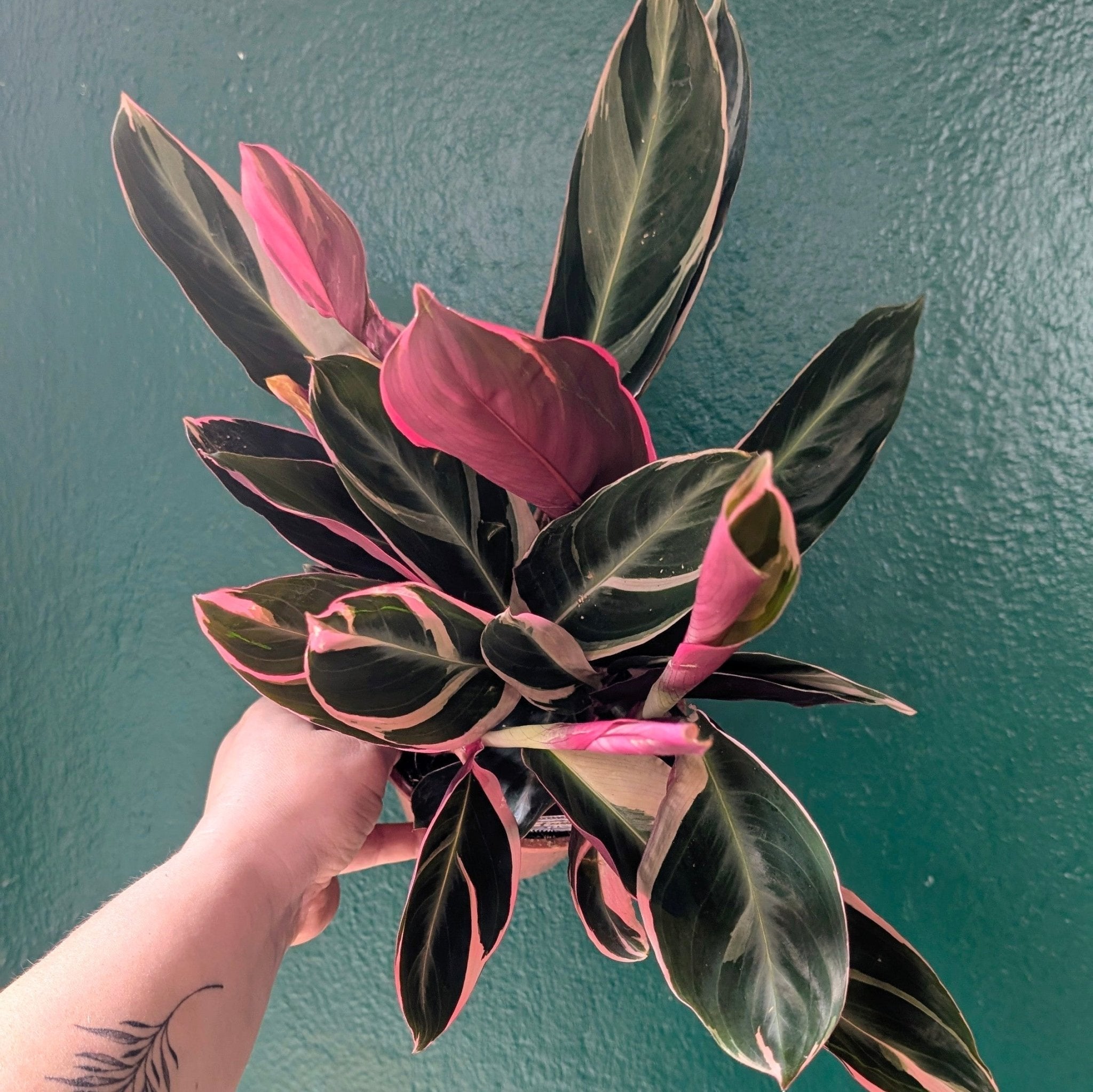 Stromanthe sanguinea 'Triostar' (Calathea Triostar) - SGP Garden Ltd