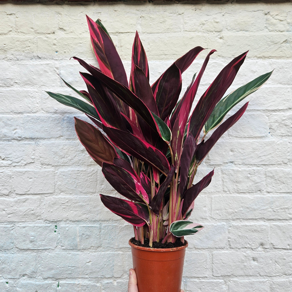 Stromanthe sanguinea 'Triostar' (Calathea Triostar) - SGP Garden Ltd