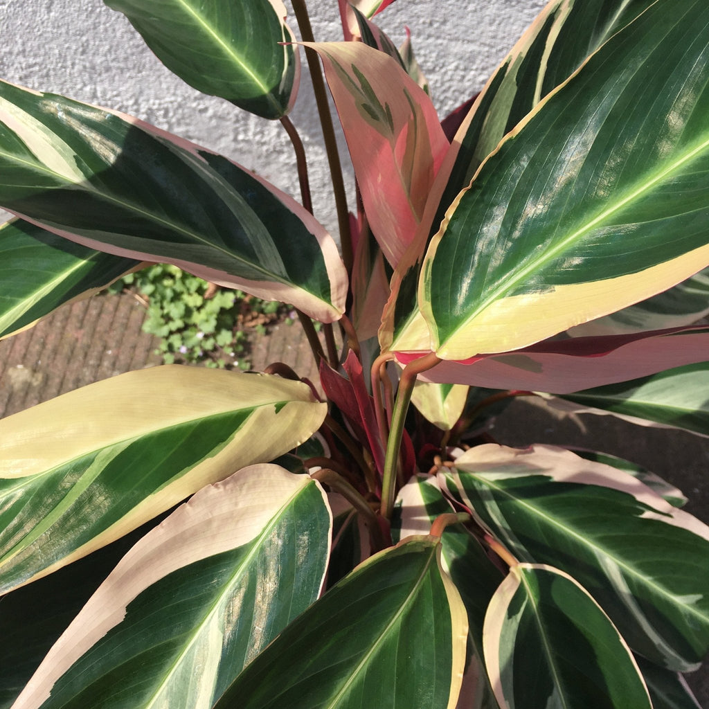 Stromanthe sanguinea 'Triostar' (Calathea Triostar) - SGP Garden Ltd