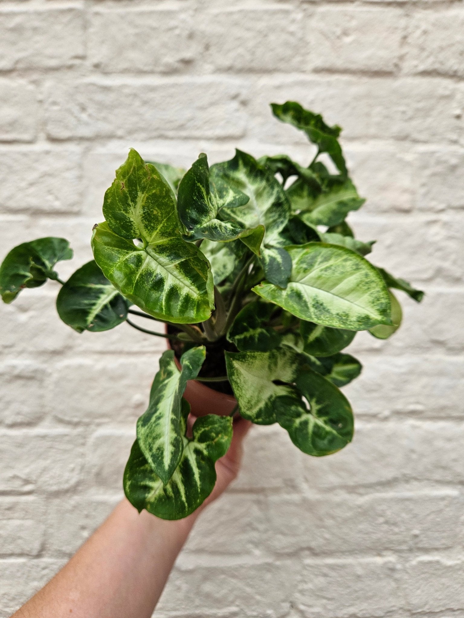 Syngonium podophyllum 'Pixie' (Arrowhead Plant) - SGP Garden Ltd