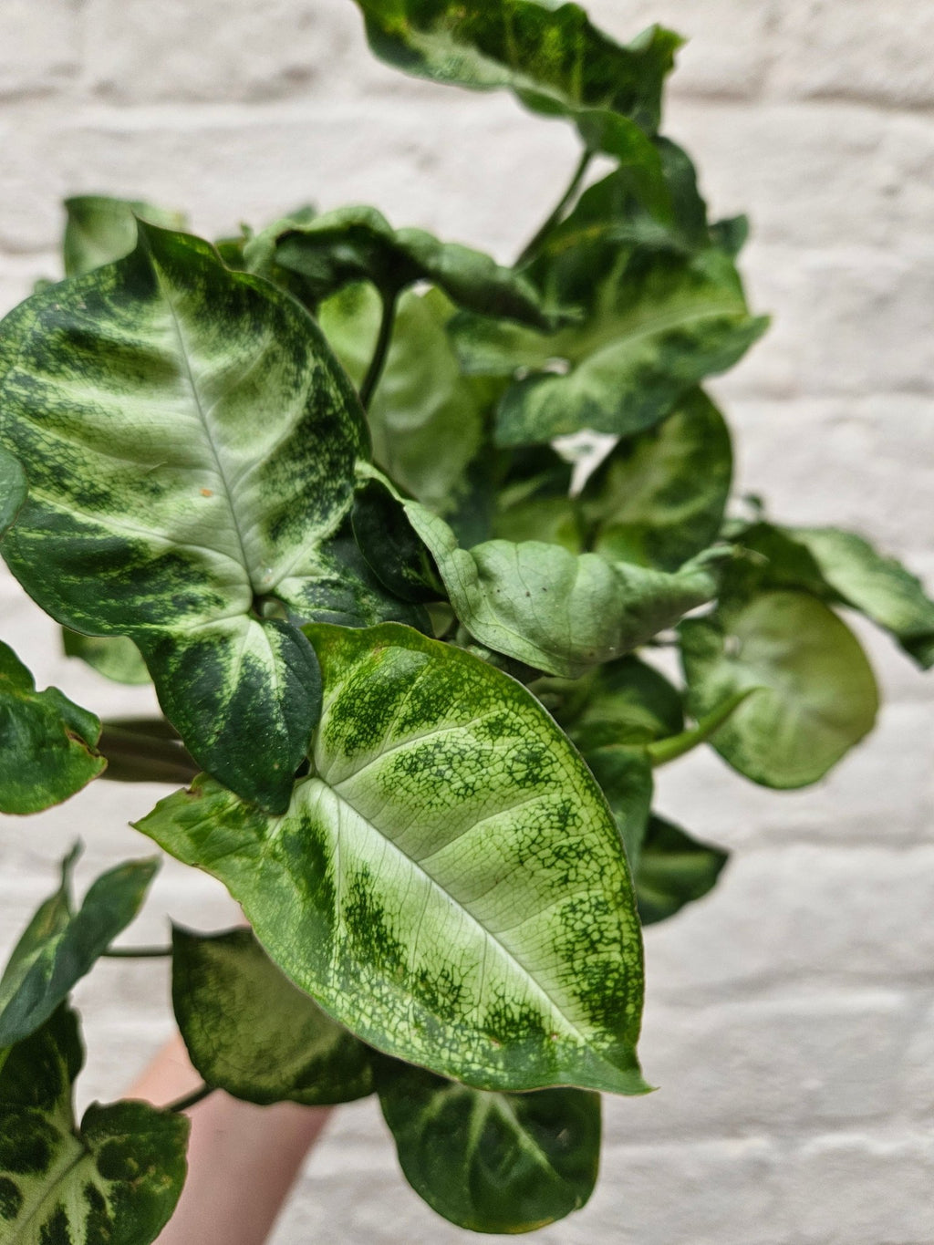 Syngonium podophyllum 'Pixie' (Arrowhead Plant) - SGP Garden Ltd