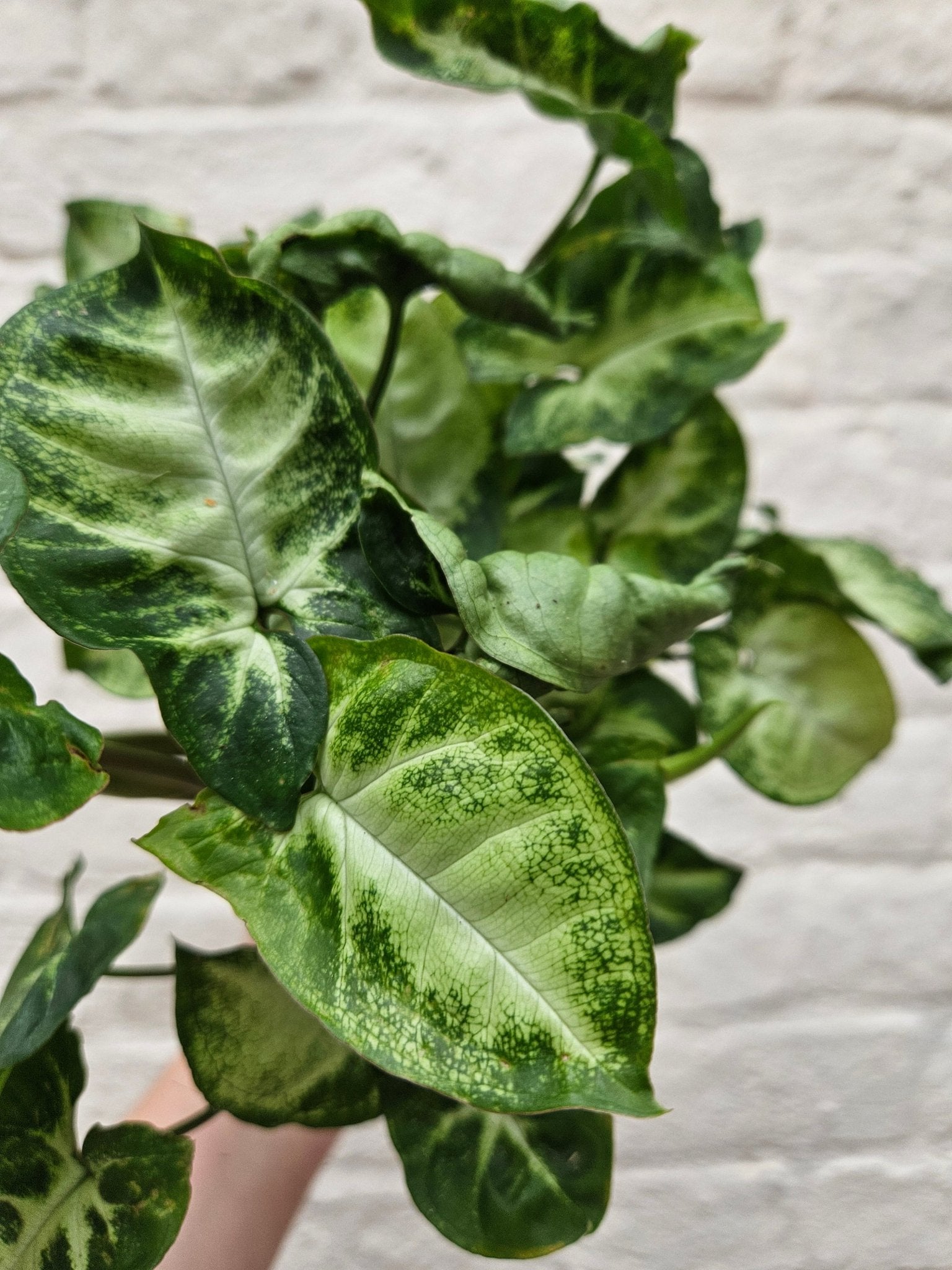 Syngonium podophyllum 'Pixie' (Arrowhead Plant) - SGP Garden Ltd