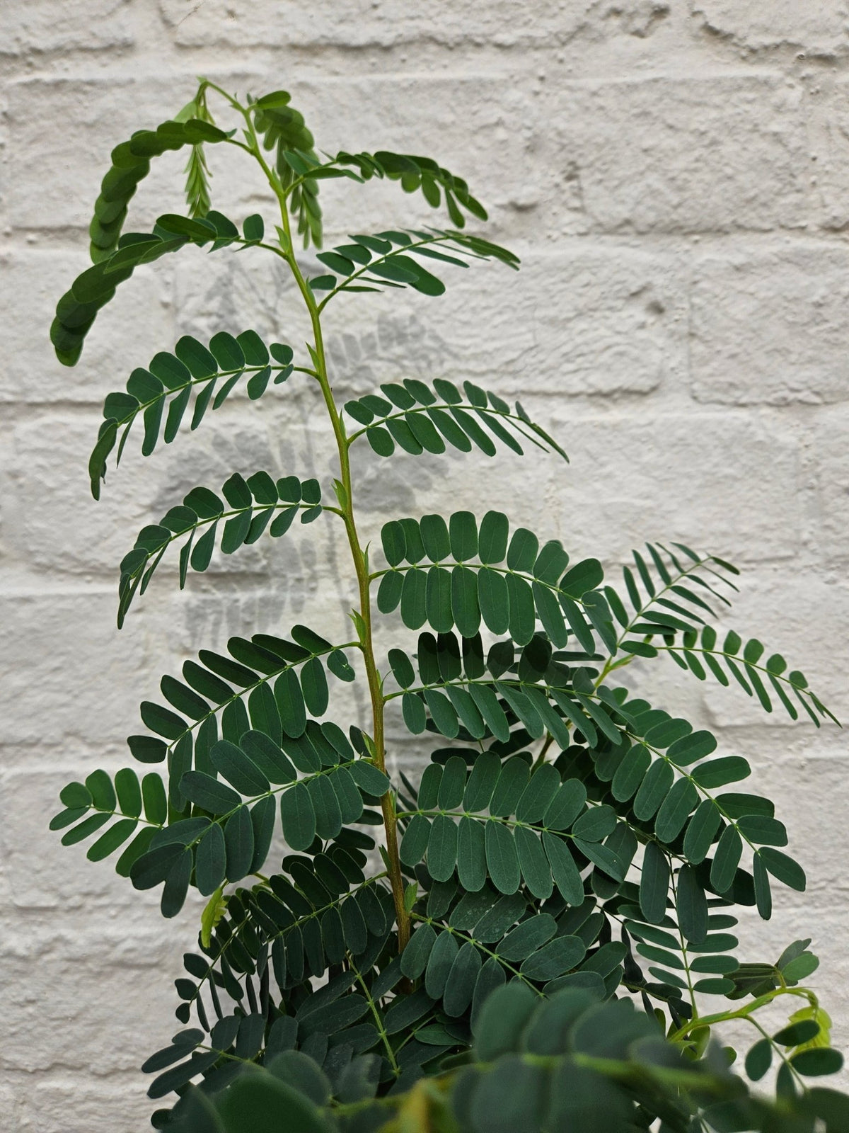 Tamarindus indica (Tamarind Plant) - SGP Garden Ltd