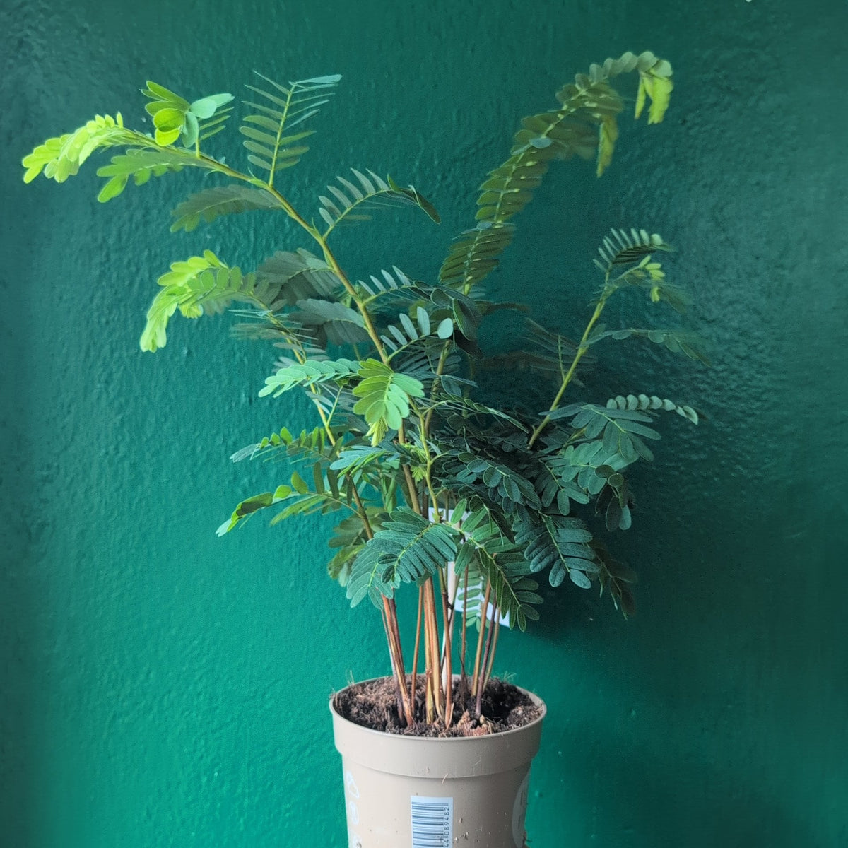 Tamarindus indica (Tamarind Plant) - SGP Garden Ltd