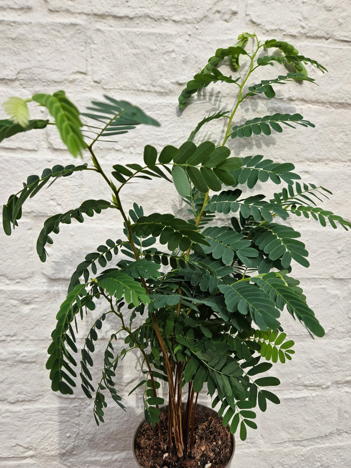 Tamarindus indica (Tamarind Plant) - SGP Garden Ltd