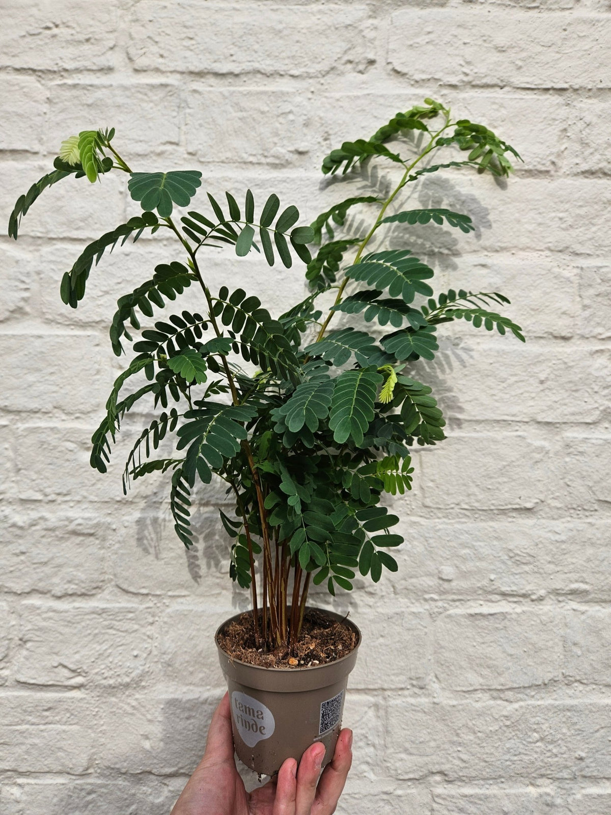 Tamarindus indica (Tamarind Plant) - SGP Garden Ltd