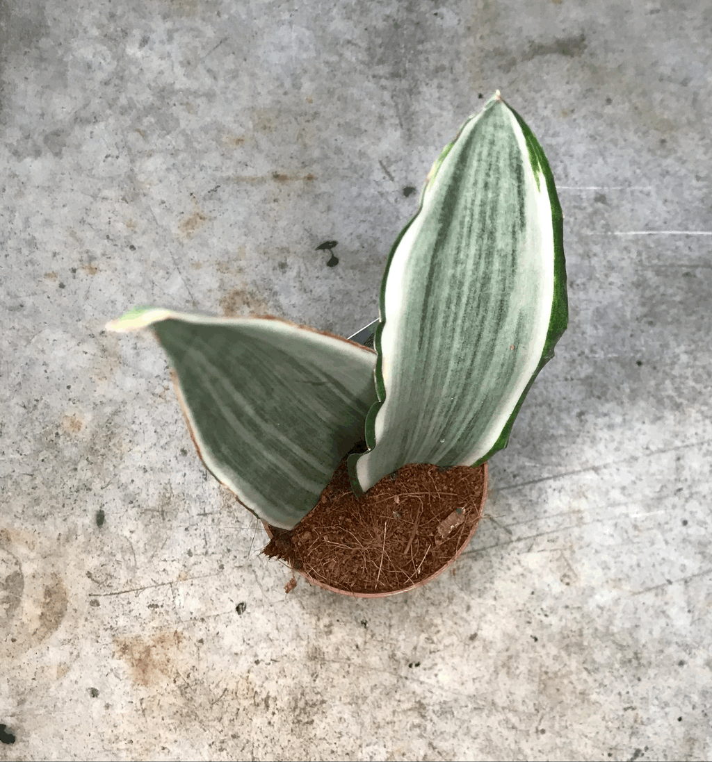 Sansevieria 'Metallica' (Snake plant)