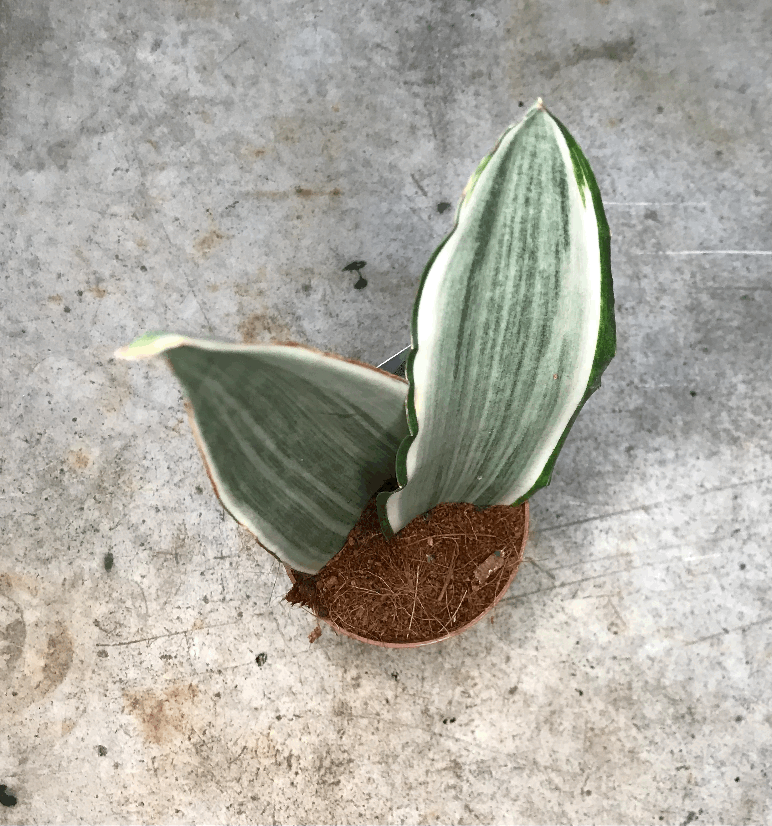 Sansevieria 'Metallica' (Snake plant)