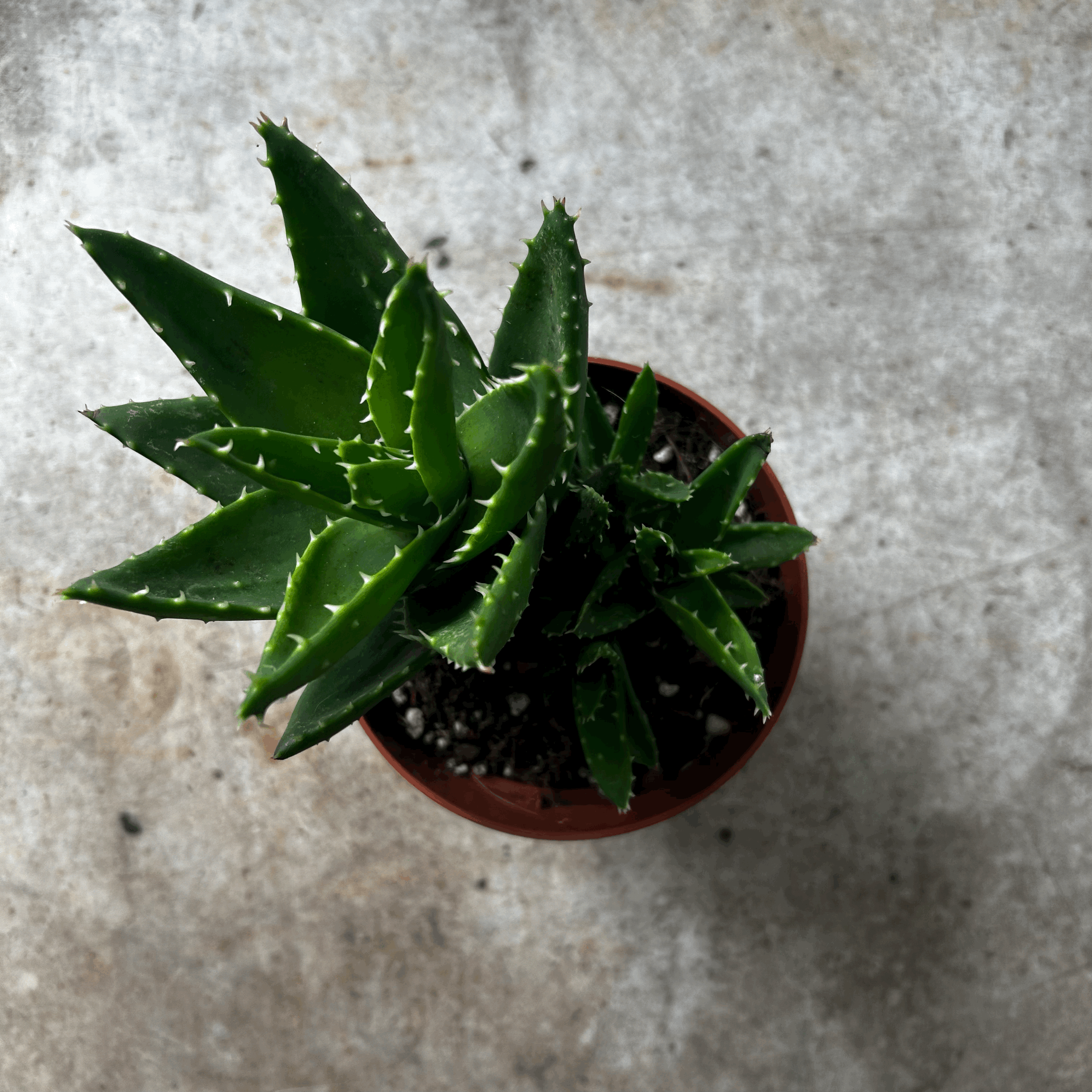 Aloe perfoliata (Mitre aloe)