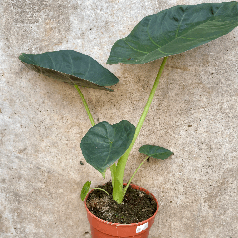 Alocasia 'Regal shields'