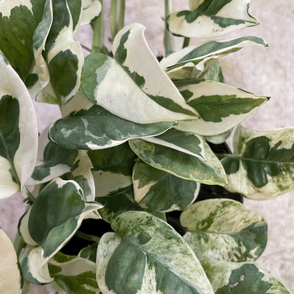 Epipremnum aureum 'N joy' (Pothos)