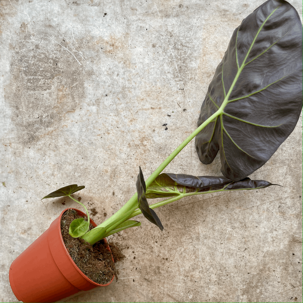 Alocasia 'Regal shields'