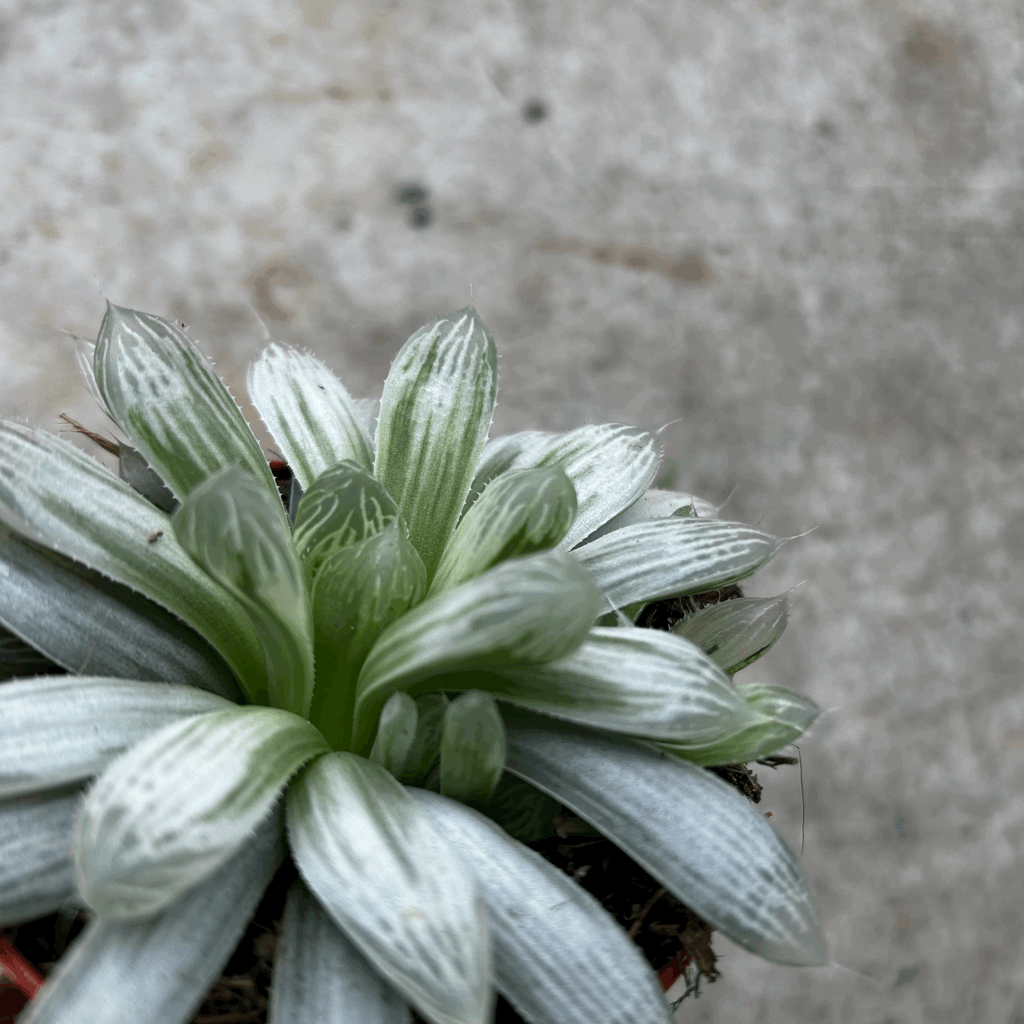 Haworthia cymbiformis 'Variegata' (Cathedral Window Haworthia)