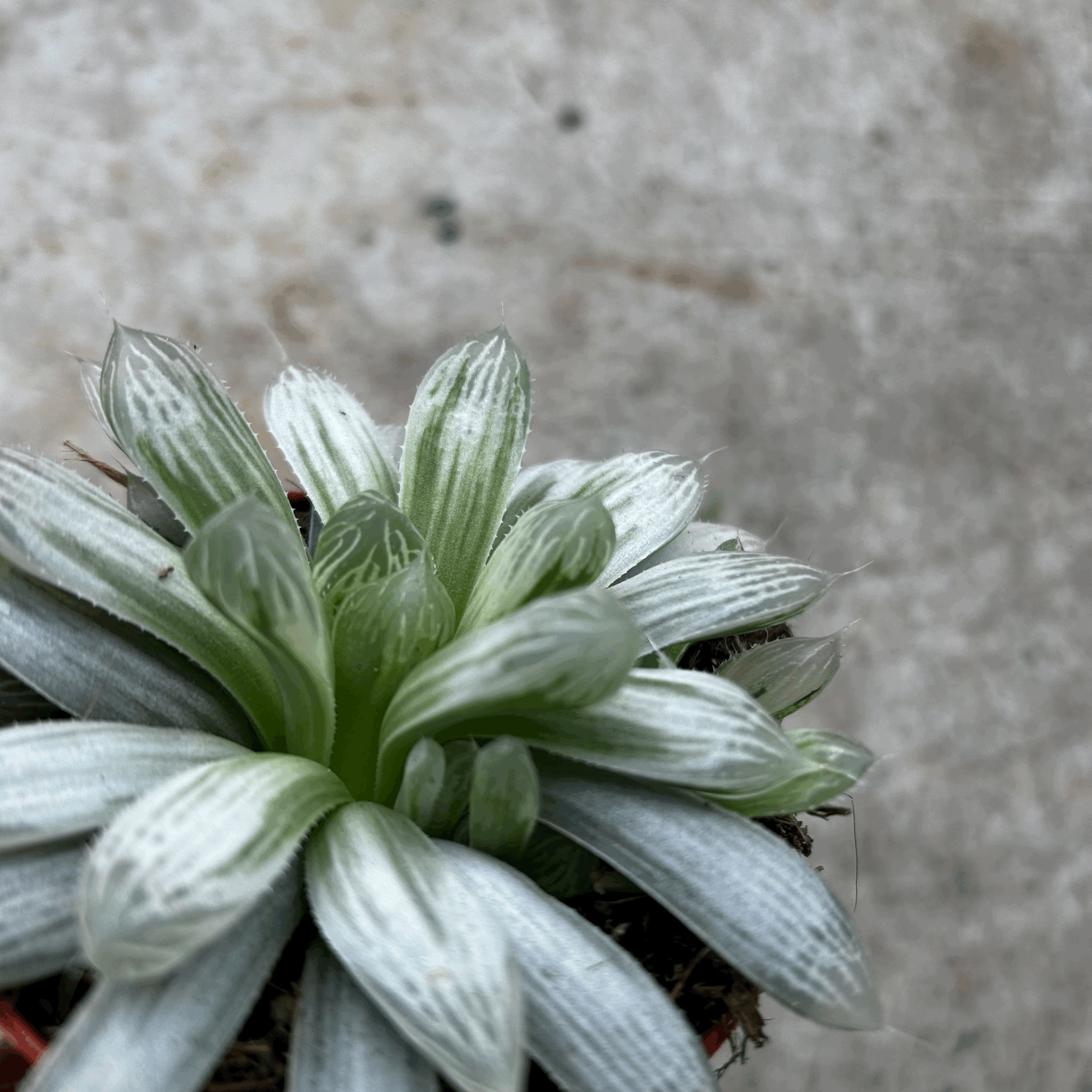 Haworthia cymbiformis 'Variegata' (Cathedral Window Haworthia)