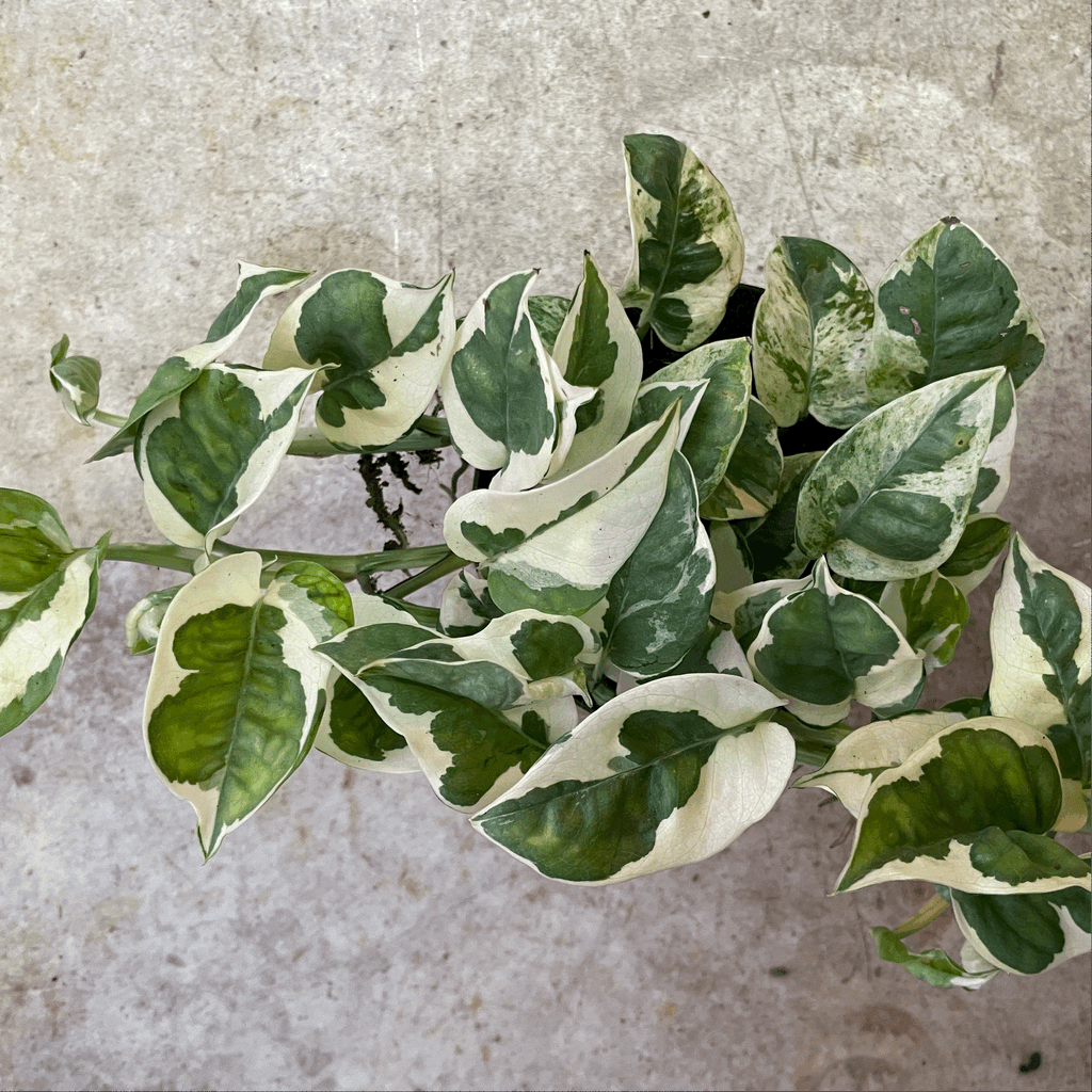 Epipremnum aureum 'N joy' (Pothos)