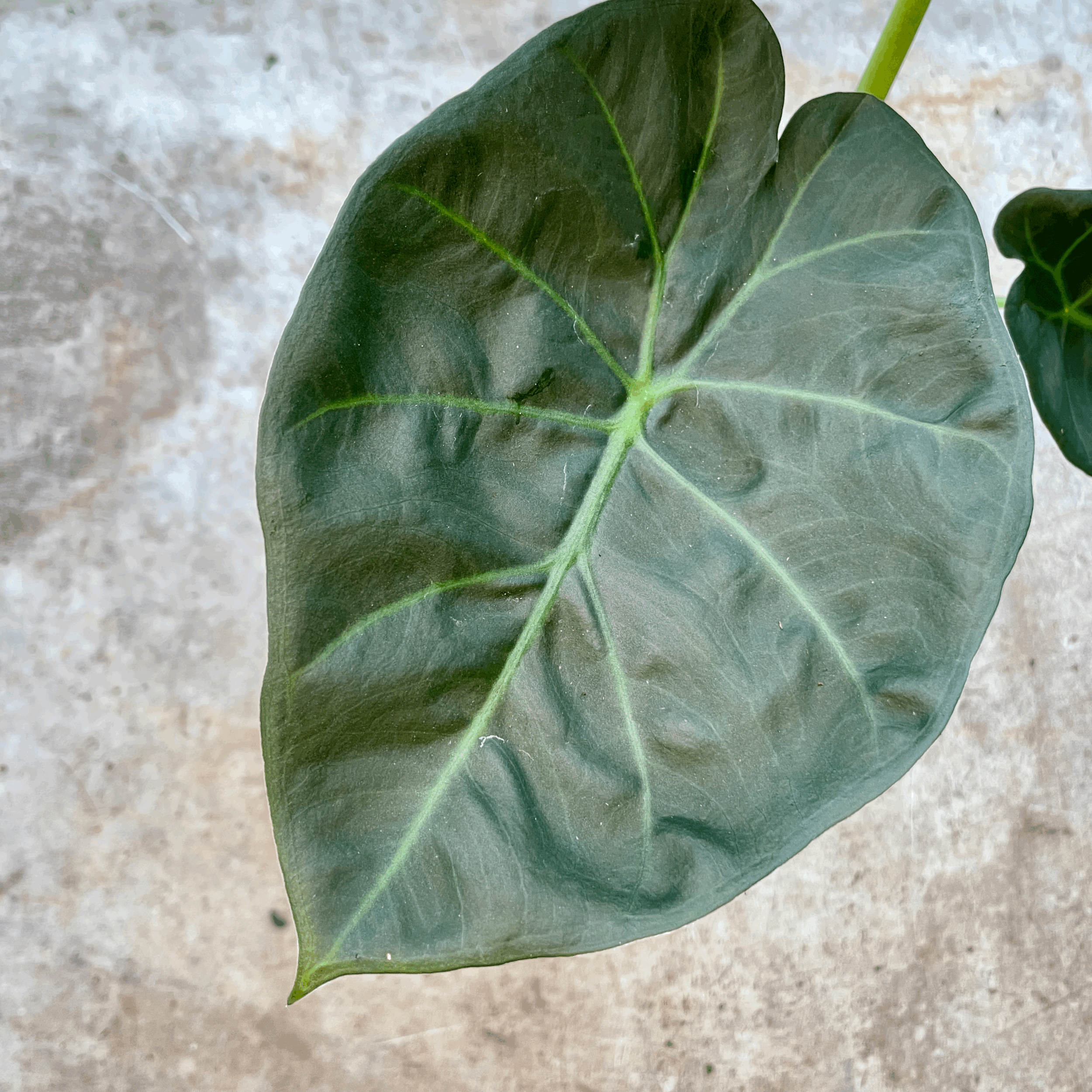 Alocasia 'Regal shields'