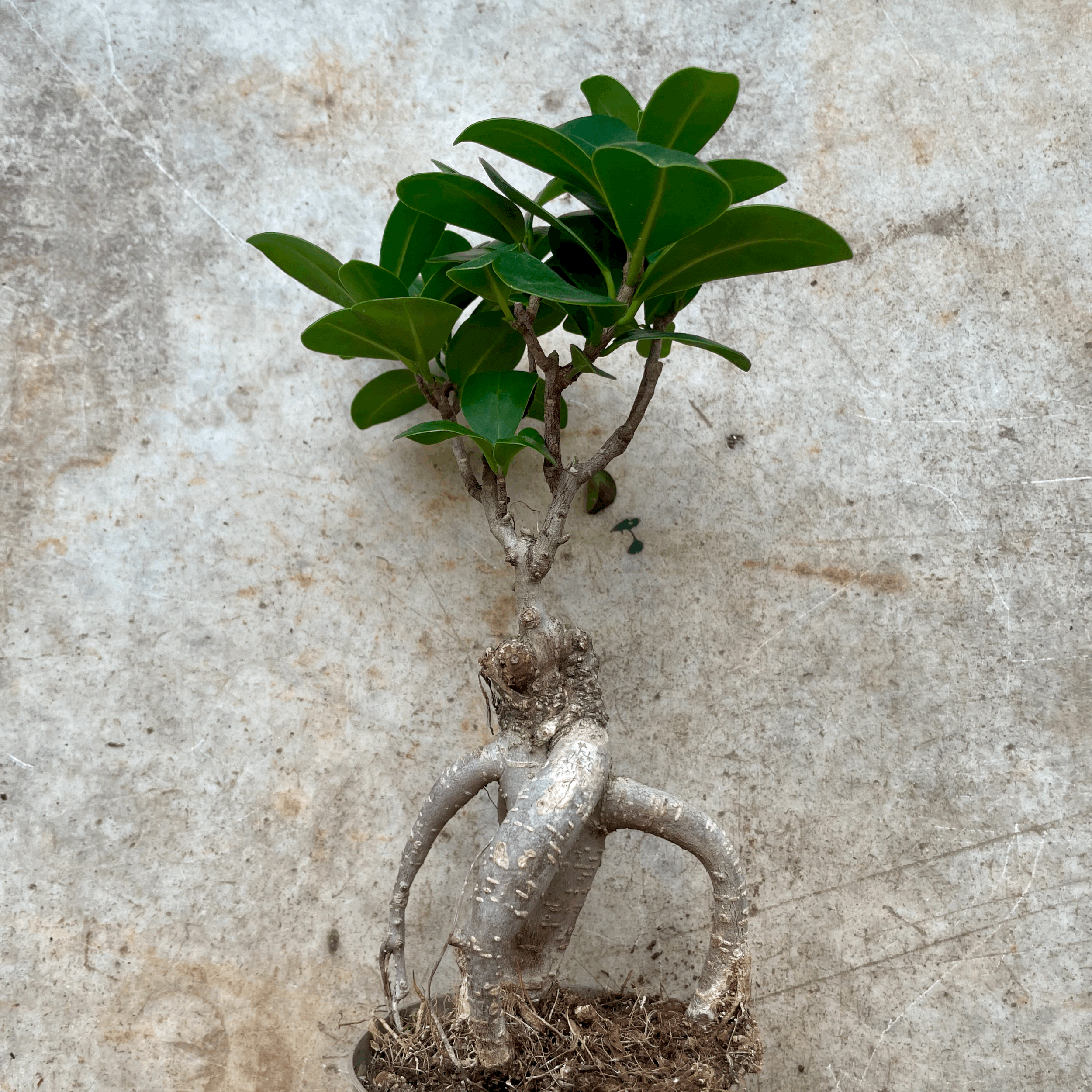 Ficus microcarpa 'Ginseng'