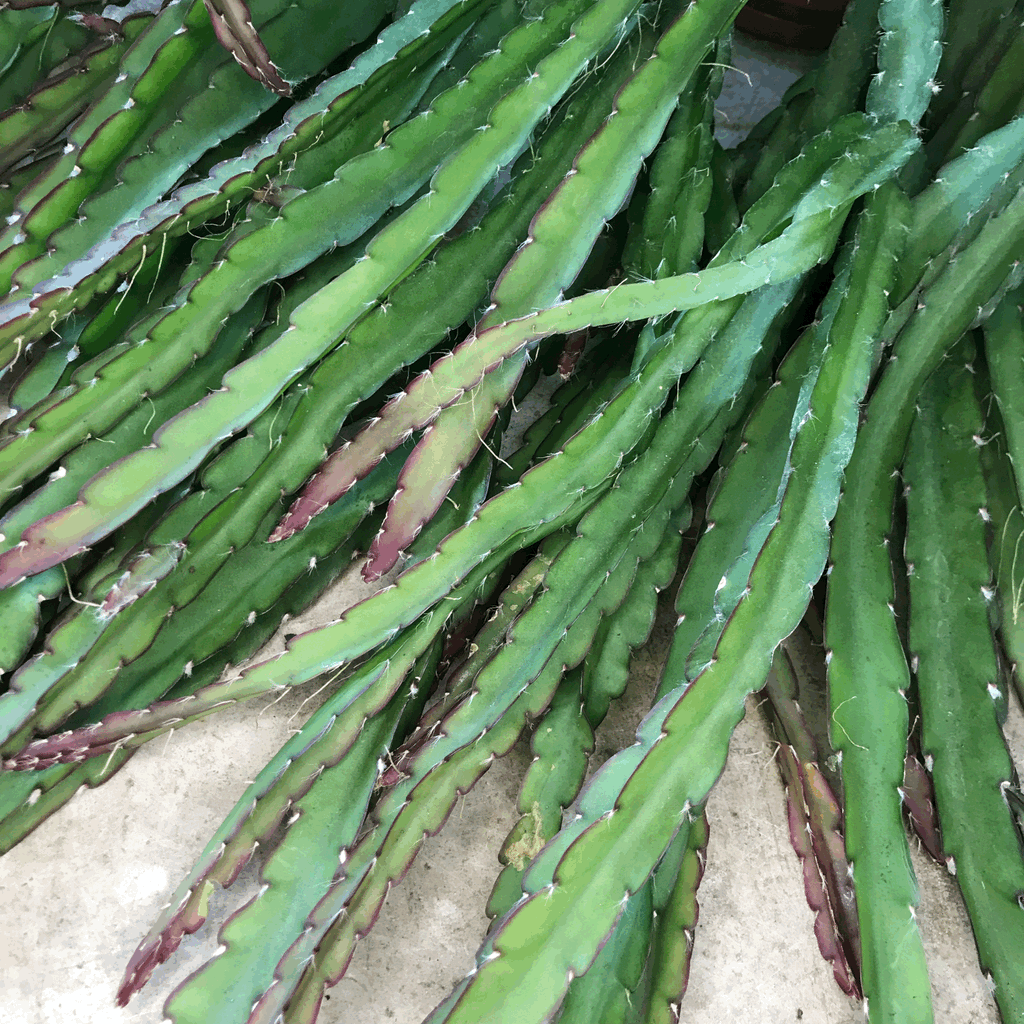 Lepismium cruciforme 'Red Tip' (Jungle Cactus)