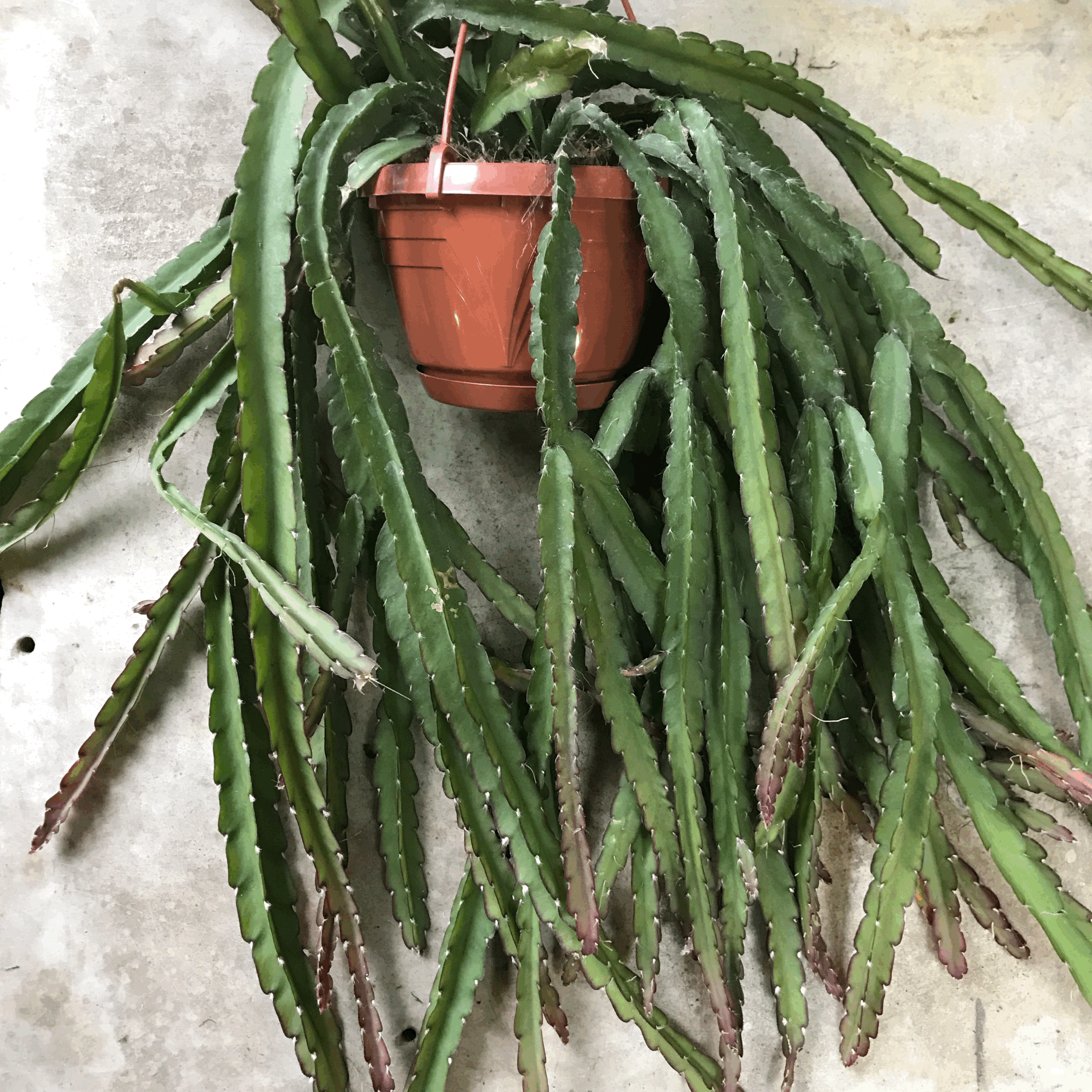 Lepismium cruciforme 'Red Tip' (Jungle Cactus)