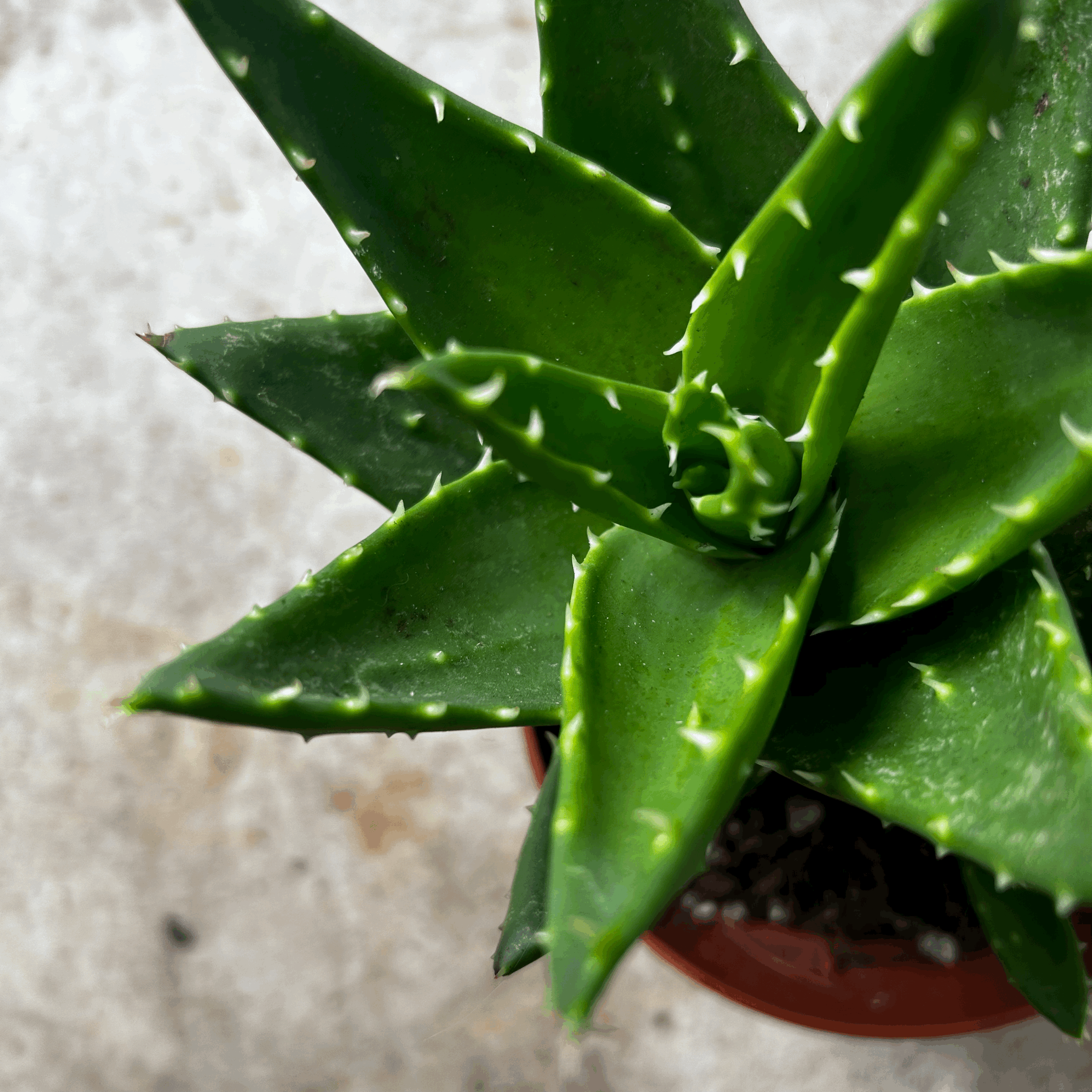 Aloe perfoliata (Mitre aloe)