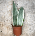 Sansevieria 'Metallica' (Snake plant)