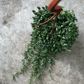 Curio herreianus (String of pearls)