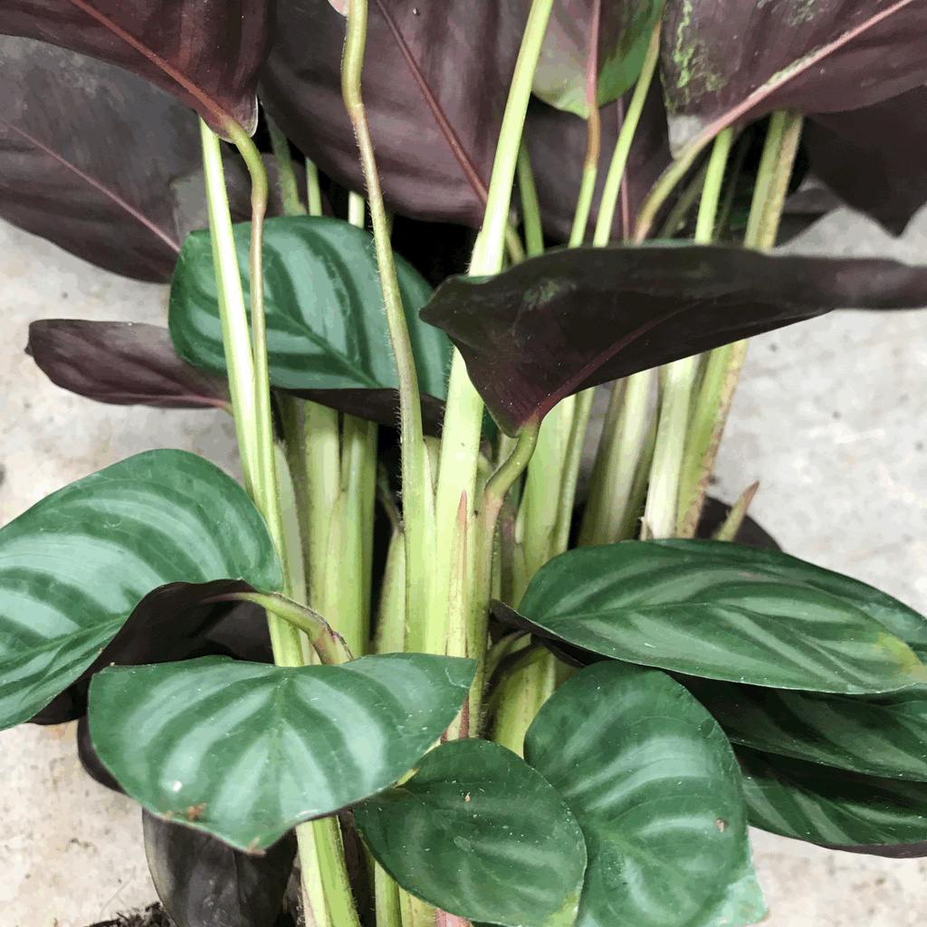 Ctenanthe setosa 'Compact Star'