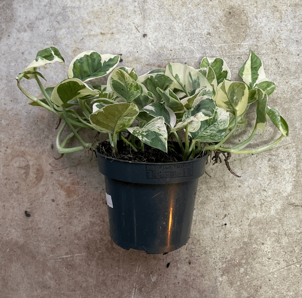 Epipremnum aureum 'N joy' (Pothos)