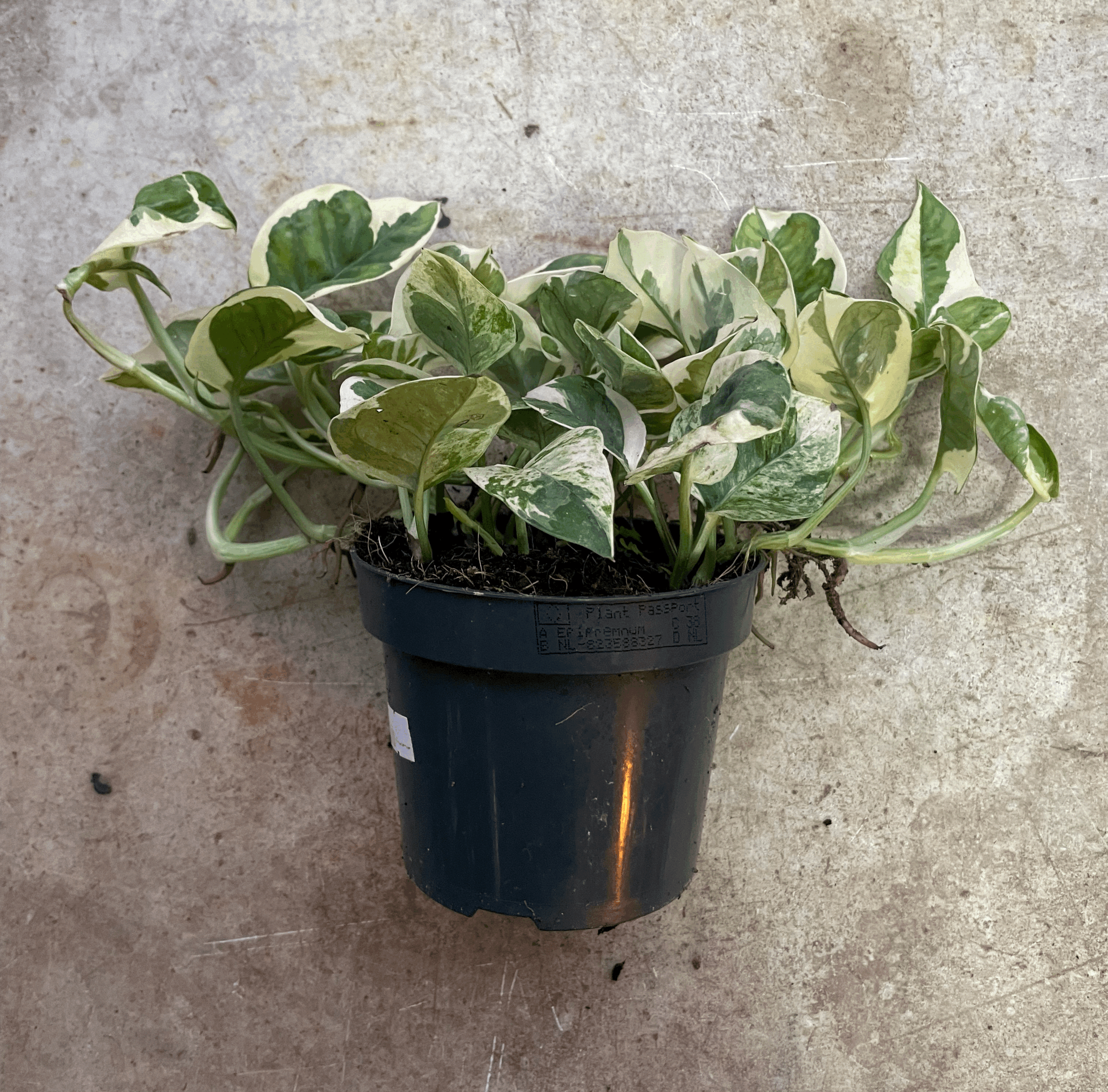 Epipremnum aureum 'N joy' (Pothos)
